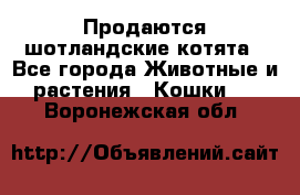 Продаются шотландские котята - Все города Животные и растения » Кошки   . Воронежская обл.